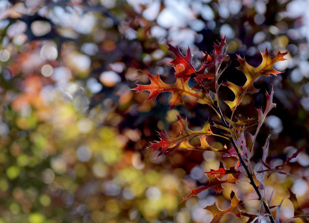 101314bp-fall-color-package-08